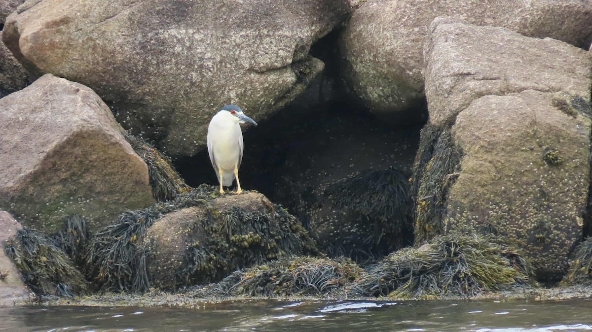 Black-crowned Night Heron - ML637755650