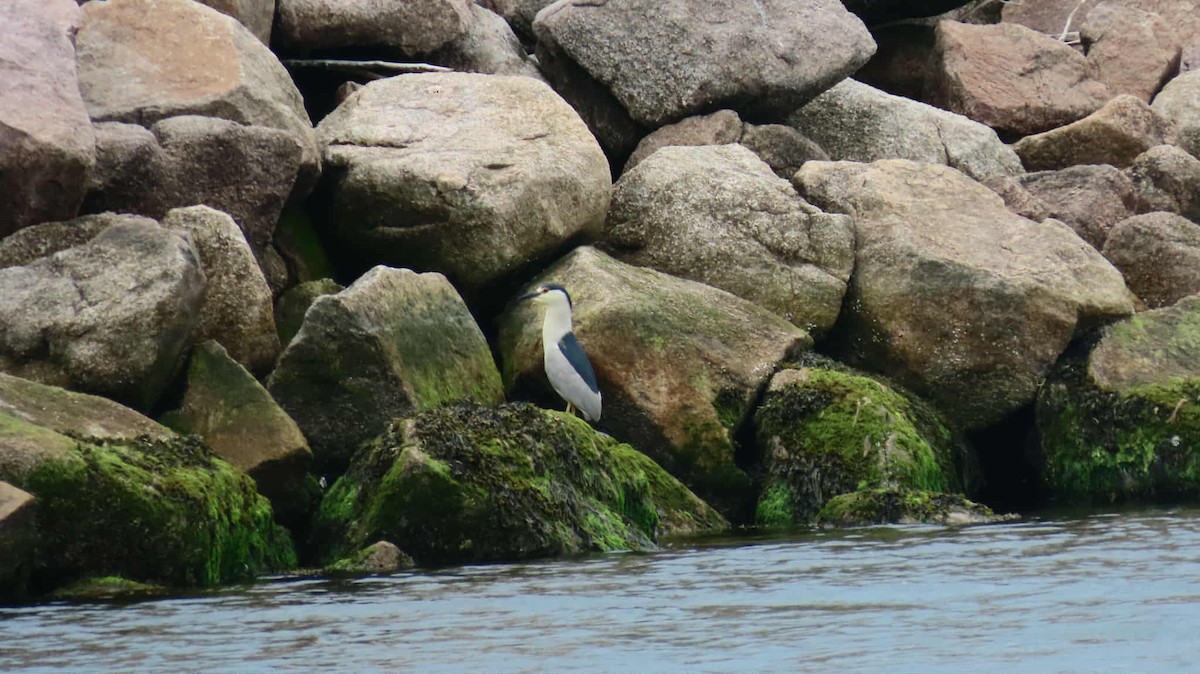 Black-crowned Night Heron - ML637755661