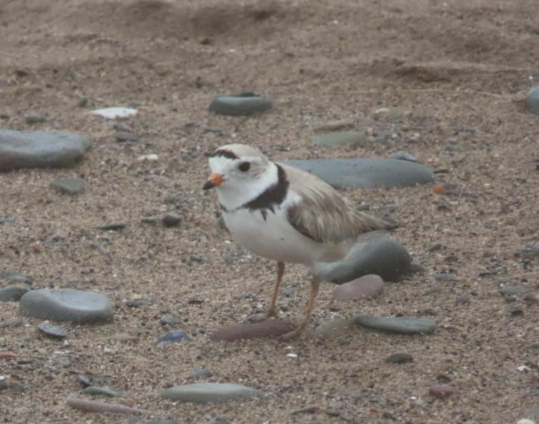 Piping Plover - ML637755679