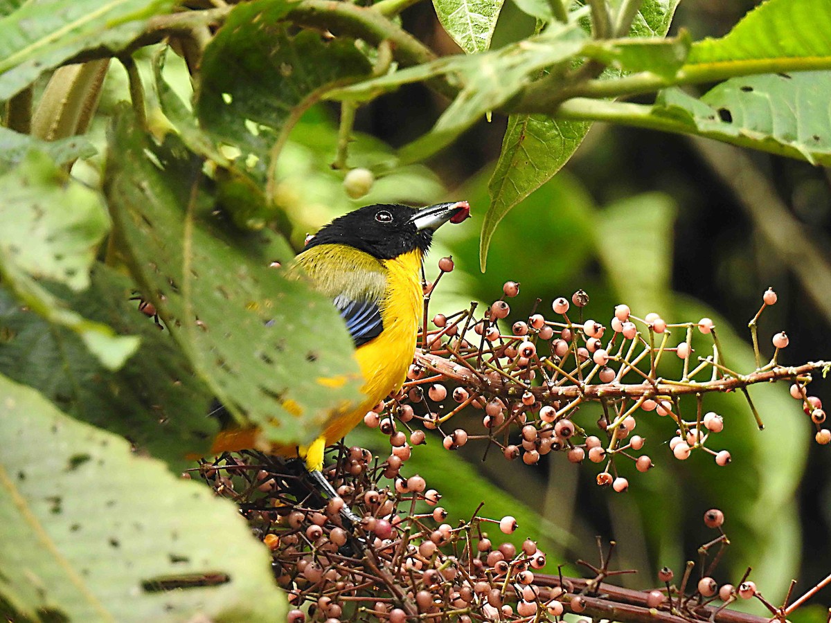 Black-chinned Mountain Tanager - ML637755685