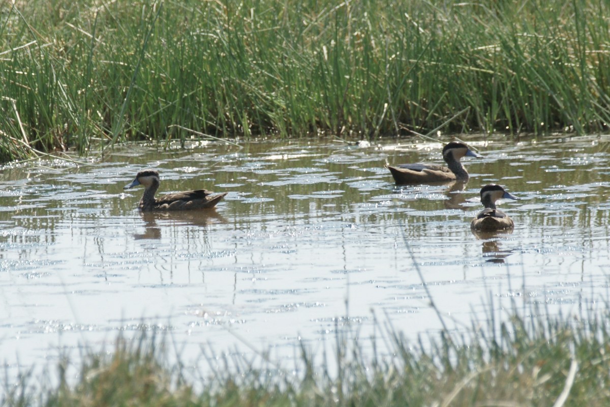 Pünktchenente - ML637755762