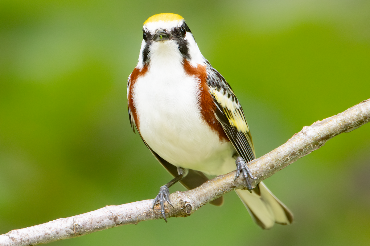 Chestnut-sided Warbler - ML637755875