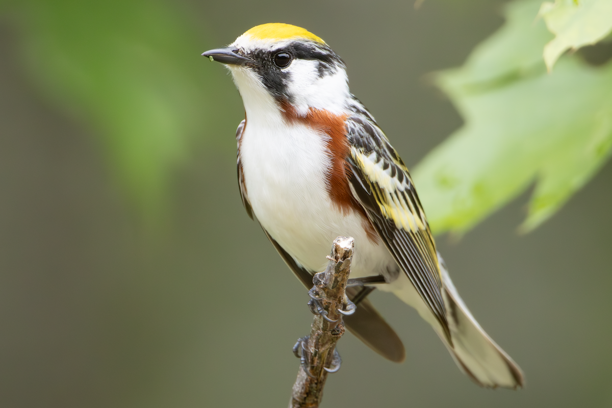 Chestnut-sided Warbler - ML637755876
