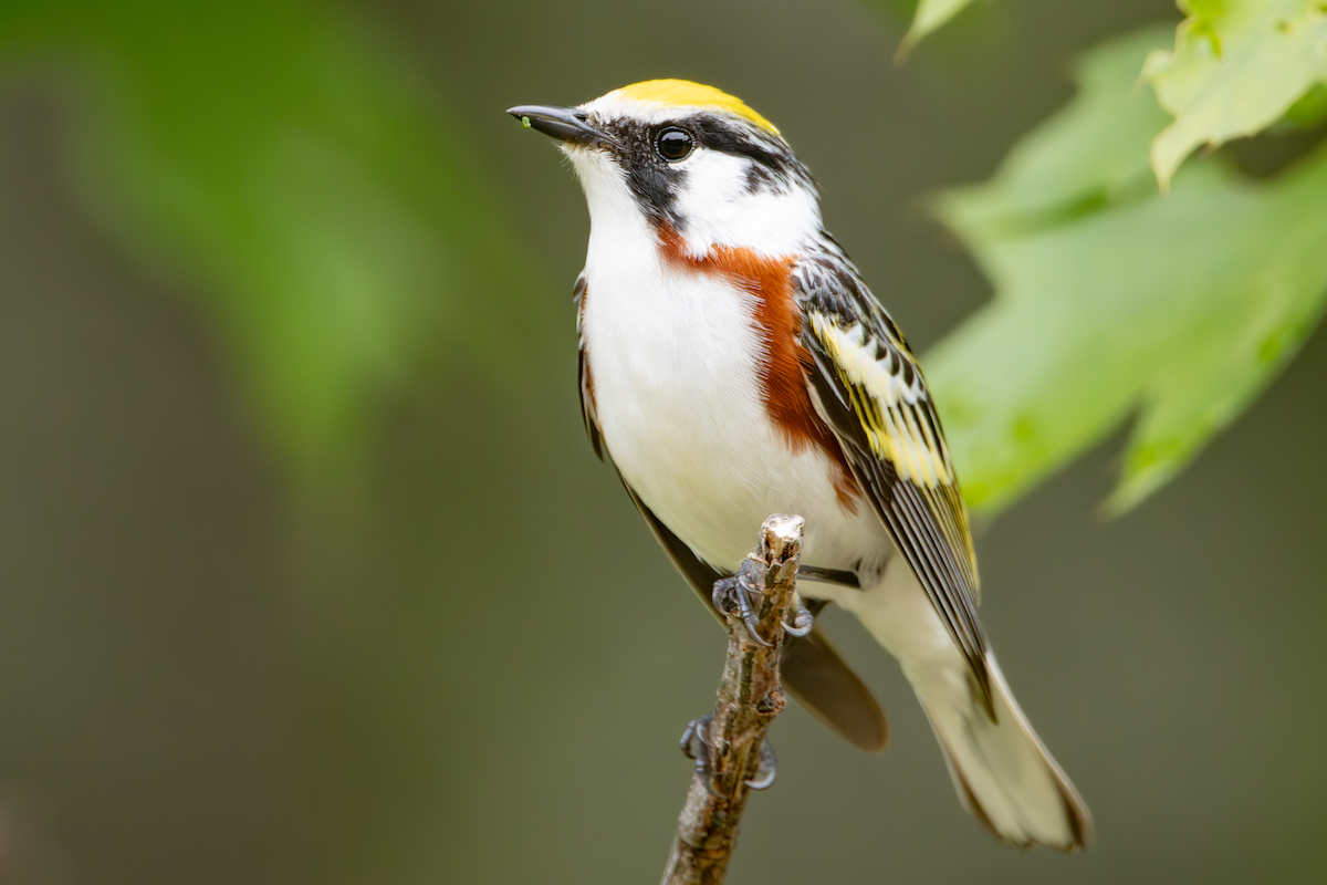 Chestnut-sided Warbler - ML637755877