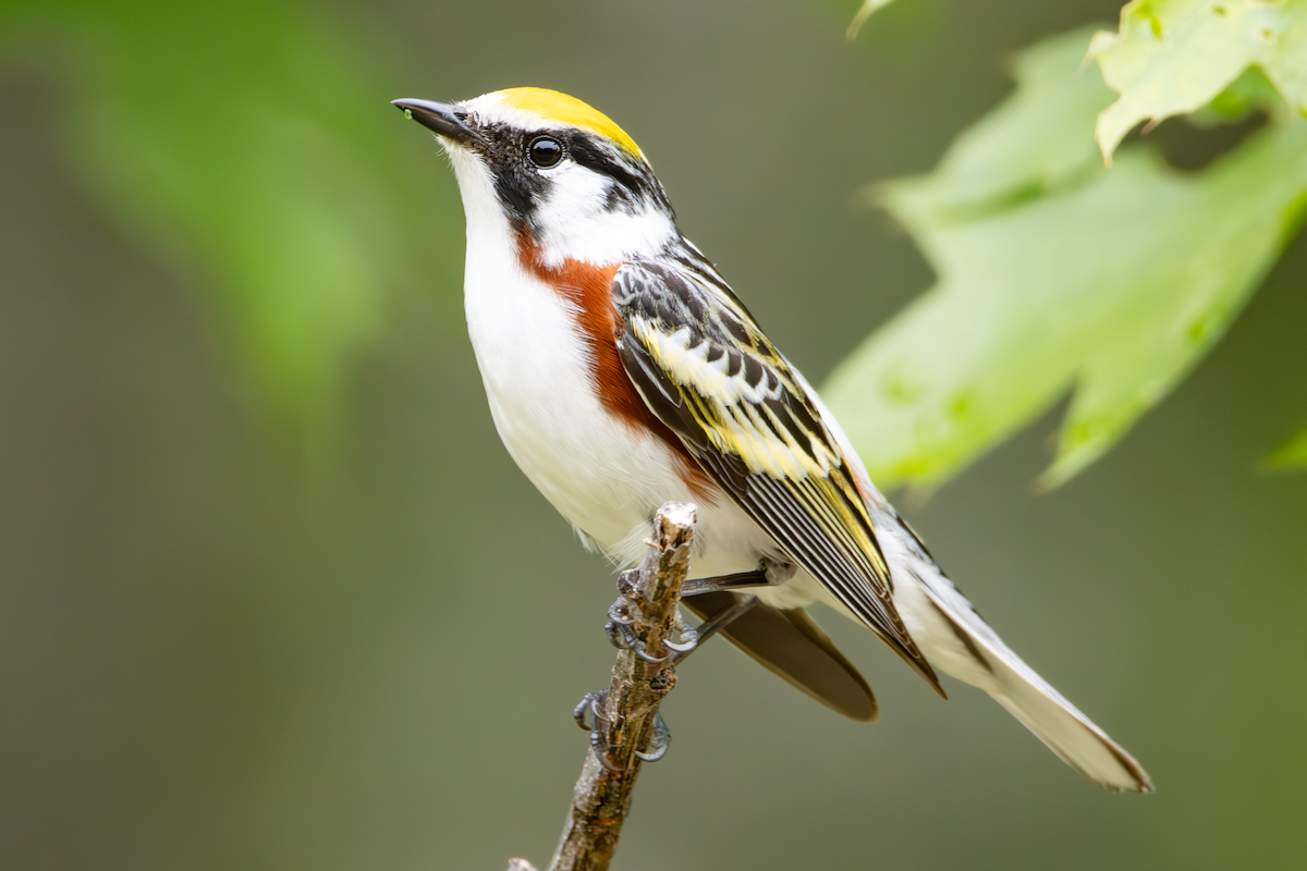 Chestnut-sided Warbler - ML637755878