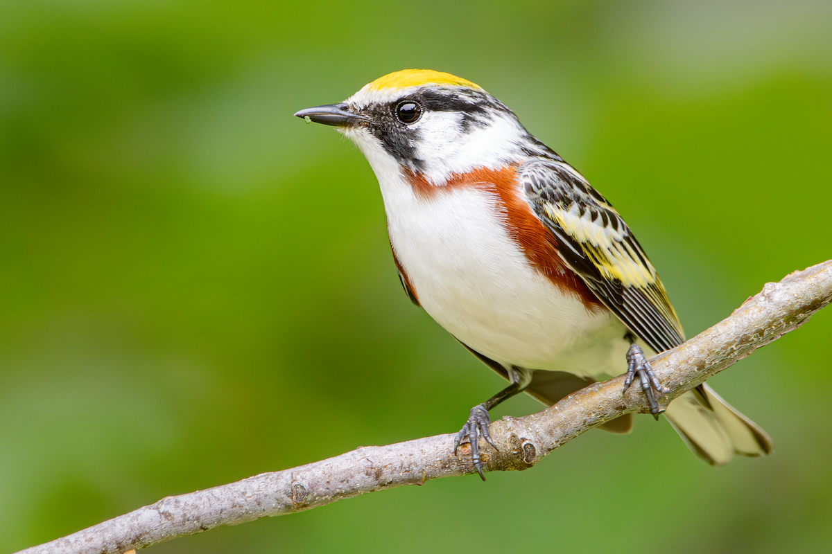 Chestnut-sided Warbler - ML637755879