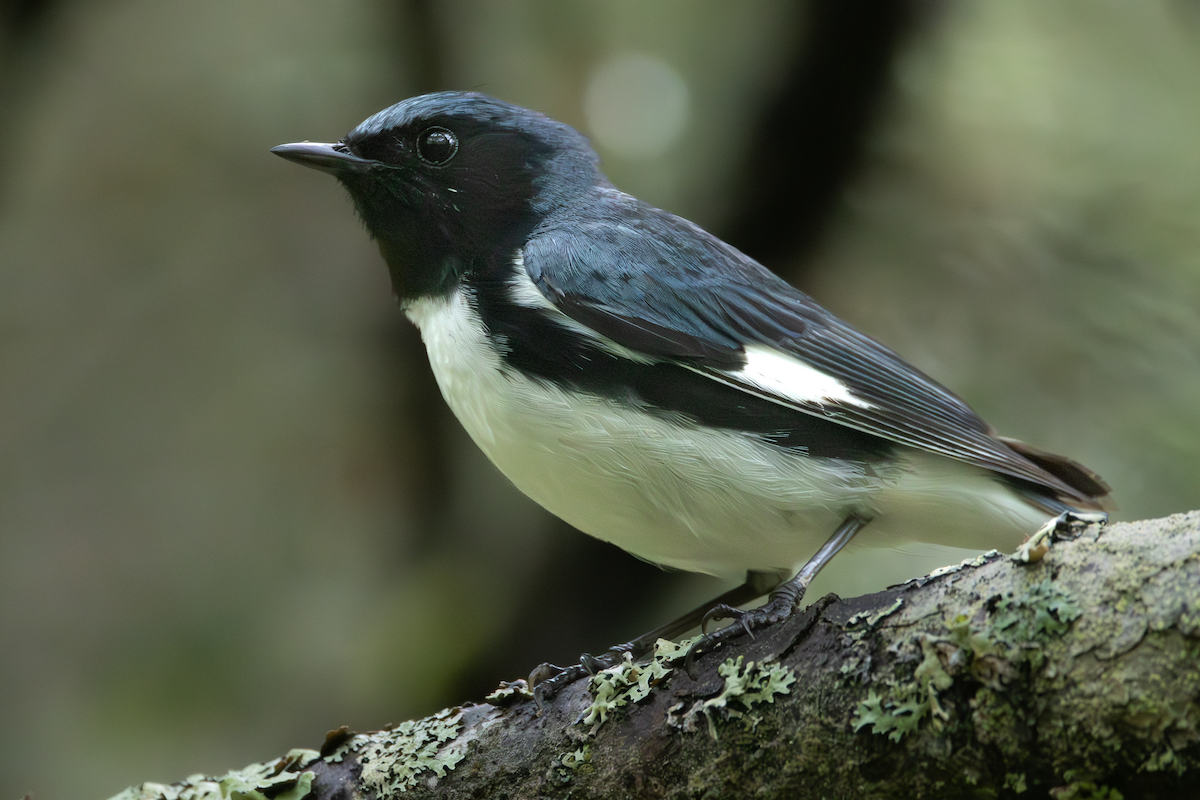 Black-throated Blue Warbler - ML637755902