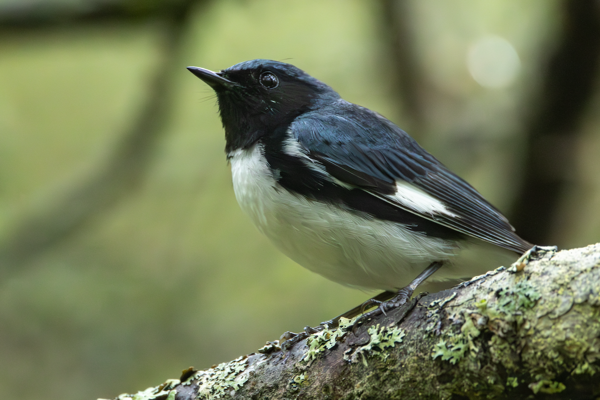 Black-throated Blue Warbler - ML637755903