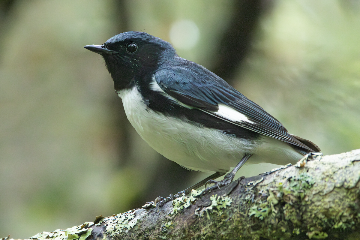 Black-throated Blue Warbler - ML637755904