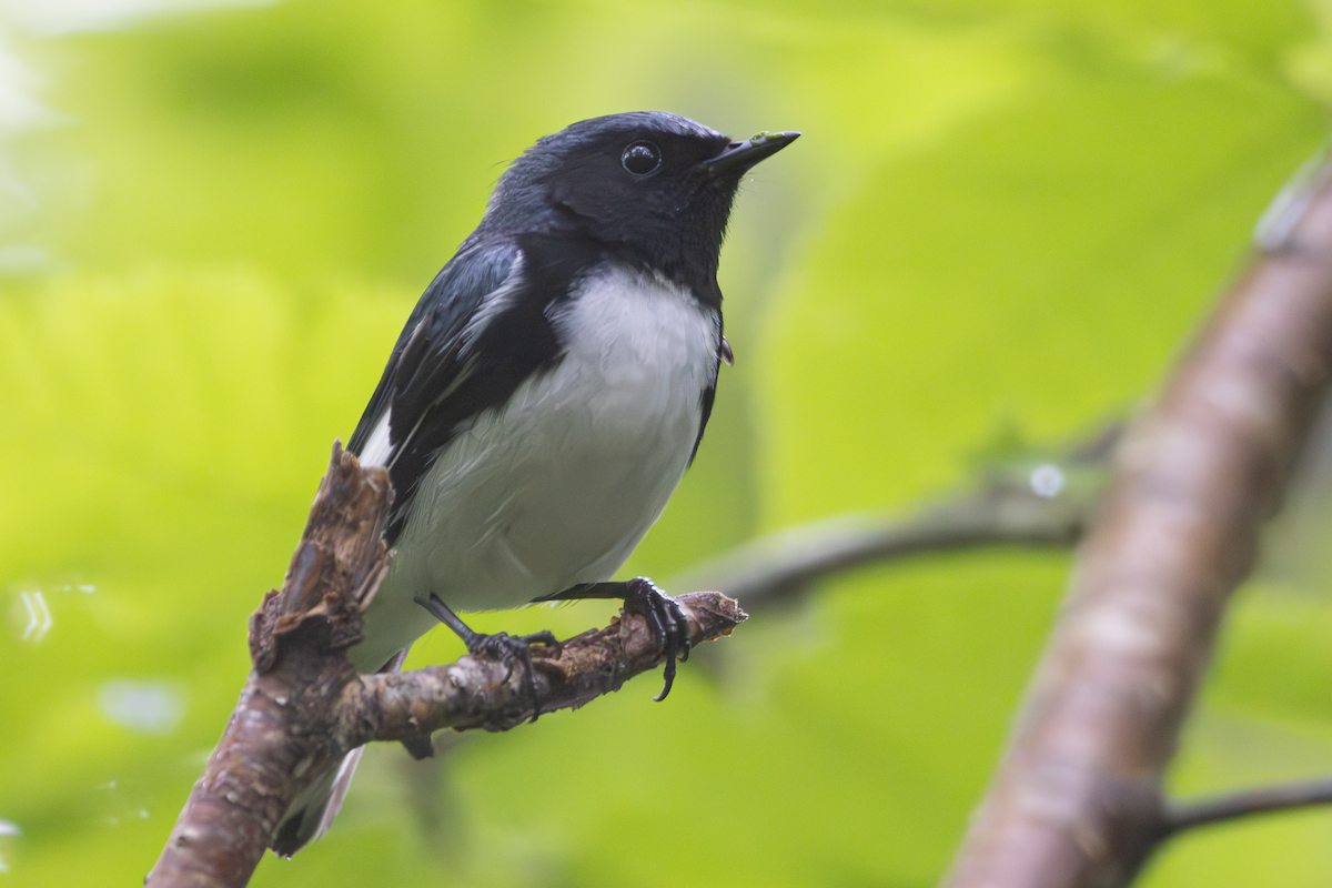 Black-throated Blue Warbler - ML637755905