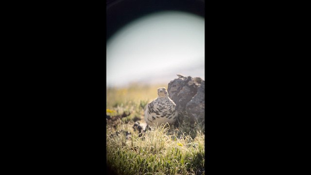 White-tailed Ptarmigan - ML637755909
