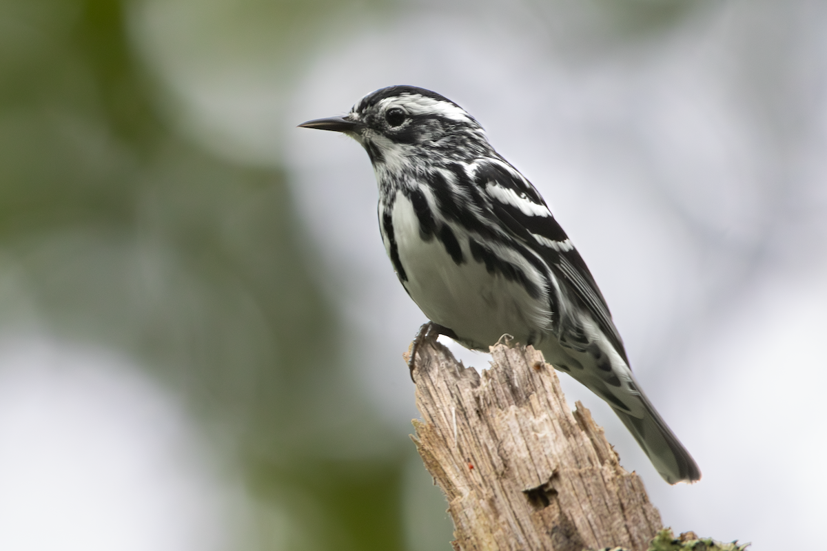 Black-and-white Warbler - ML637755914