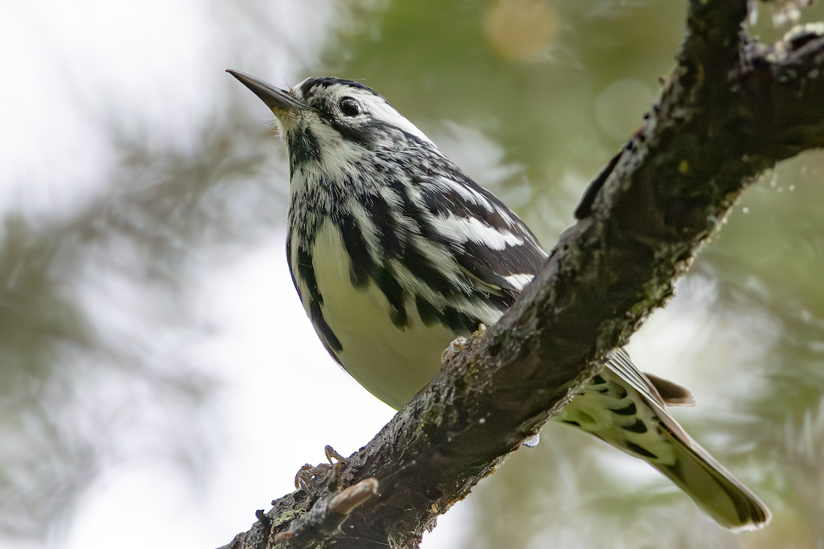 Black-and-white Warbler - ML637755915