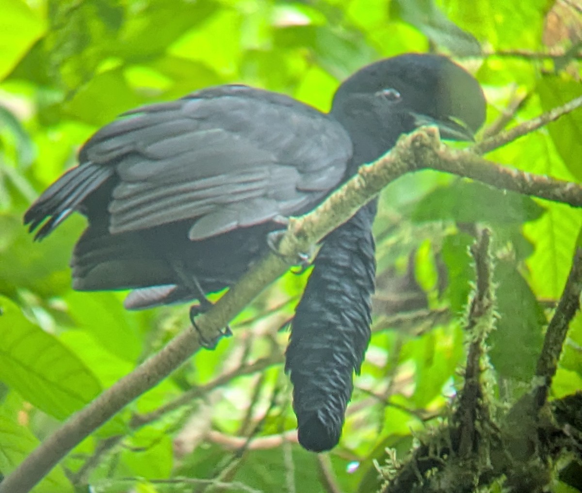 Long-wattled Umbrellabird - ML637755926
