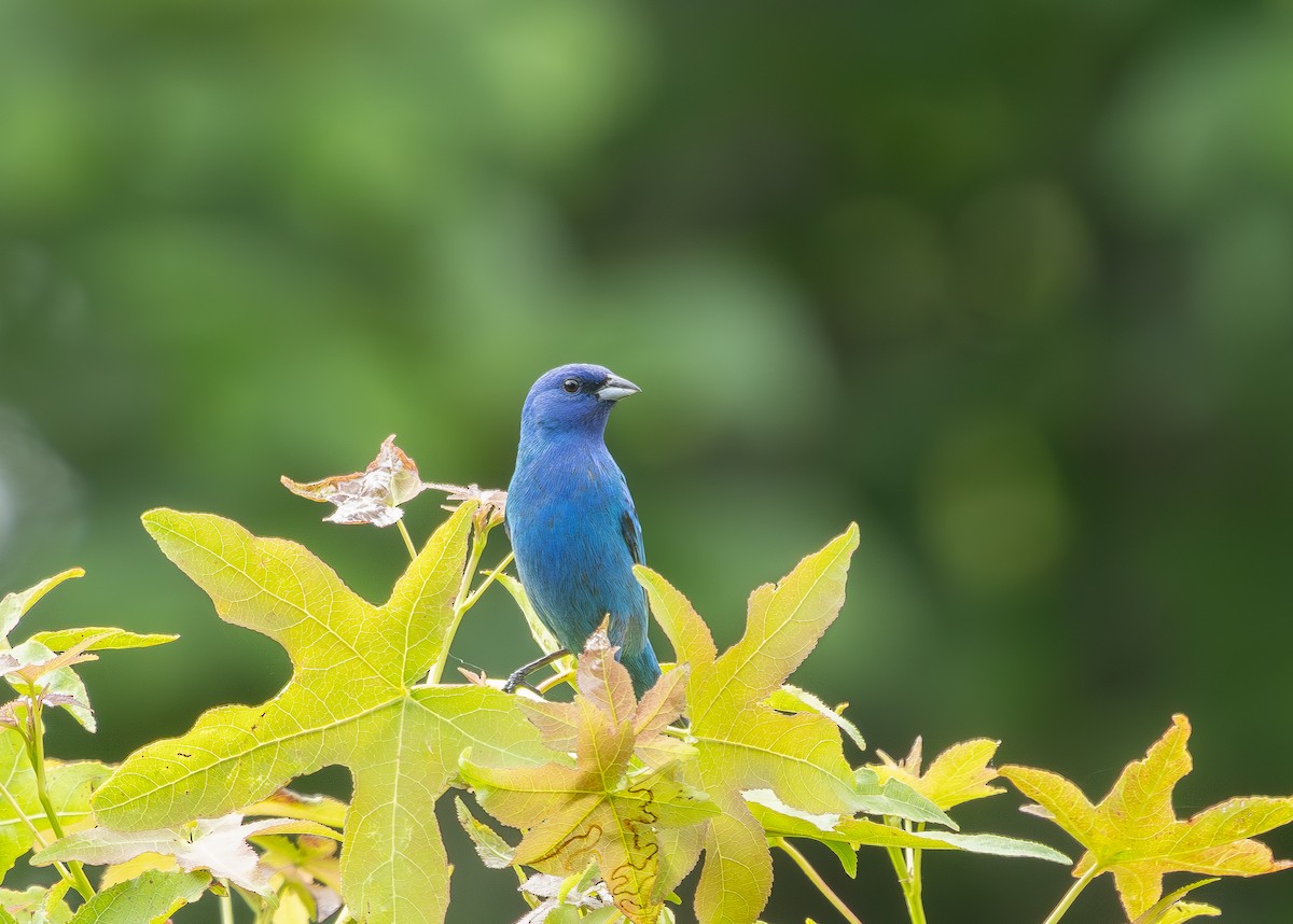 Indigo Bunting - ML637755959