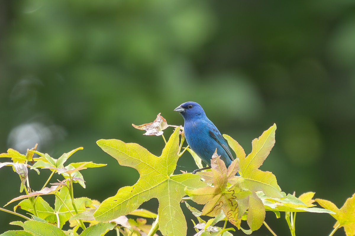 Indigo Bunting - ML637755960