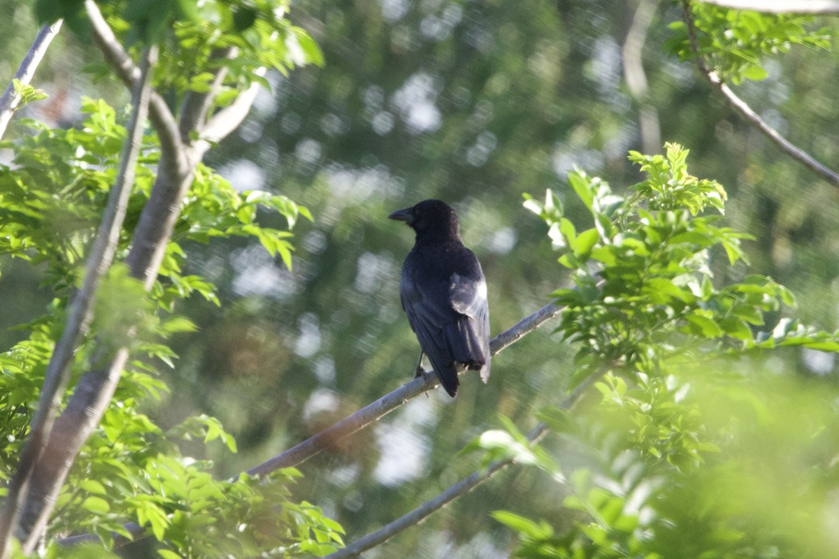 Cuban Palm-Crow - ML637756009