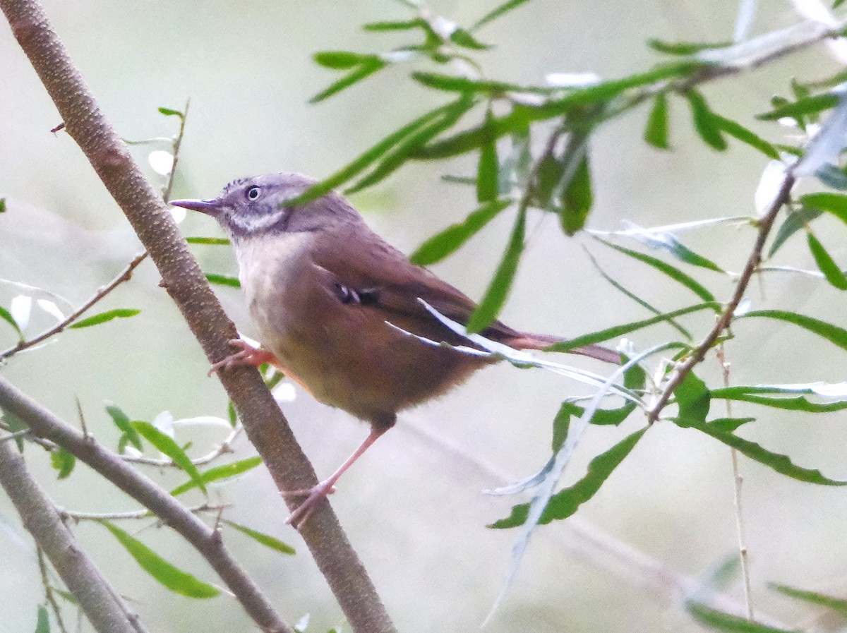 White-browed Scrubwren - ML637756029