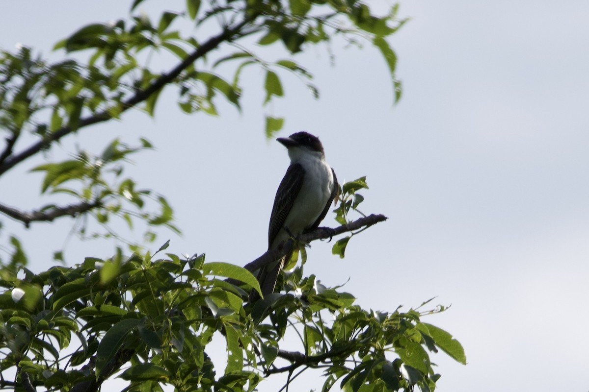 Giant Kingbird - ML637756031