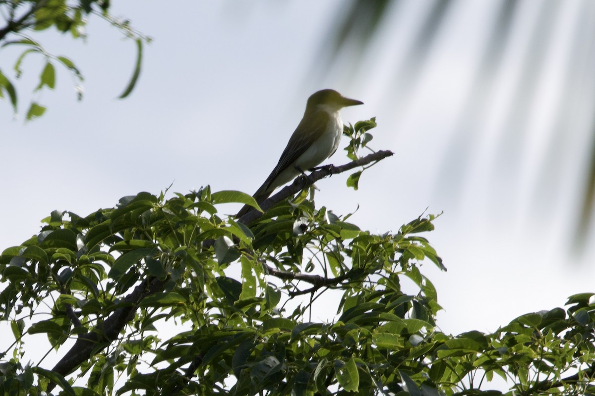 Giant Kingbird - ML637756032
