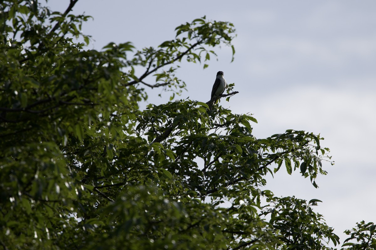 Giant Kingbird - ML637756033