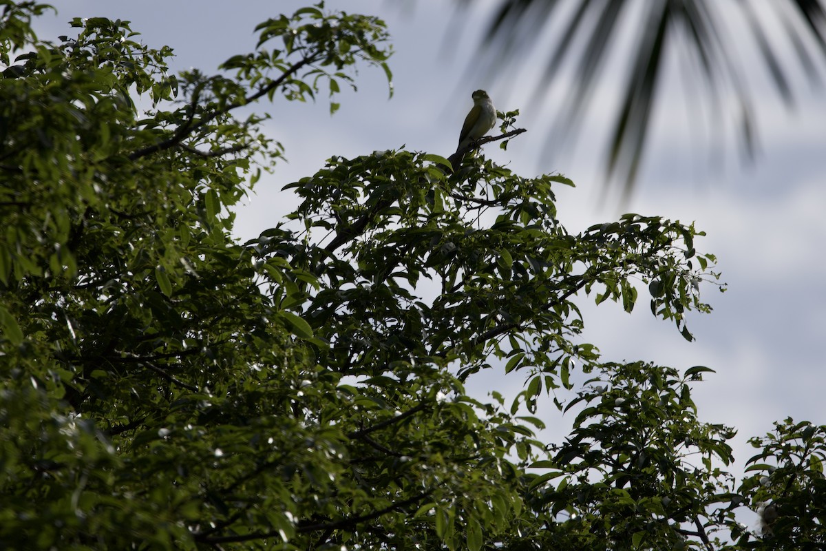 Giant Kingbird - ML637756034