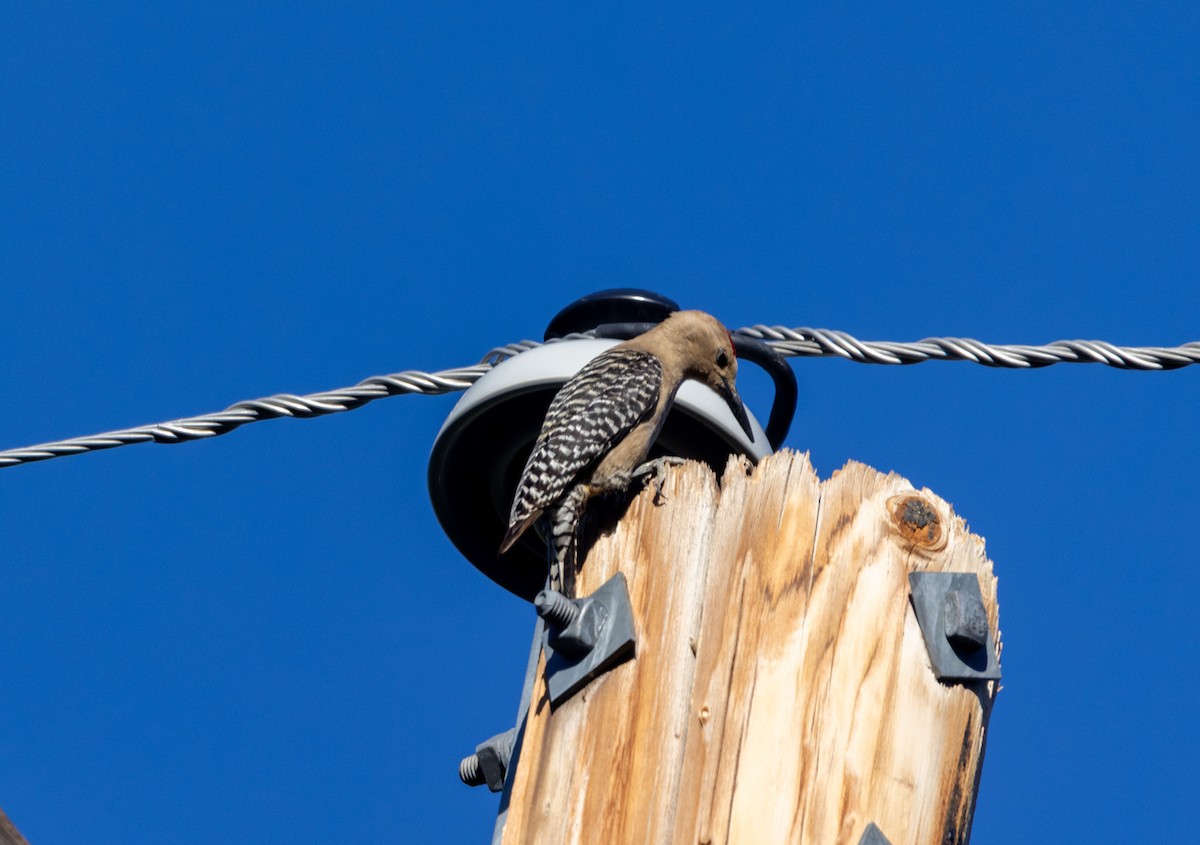 Gila Woodpecker - ML637756068