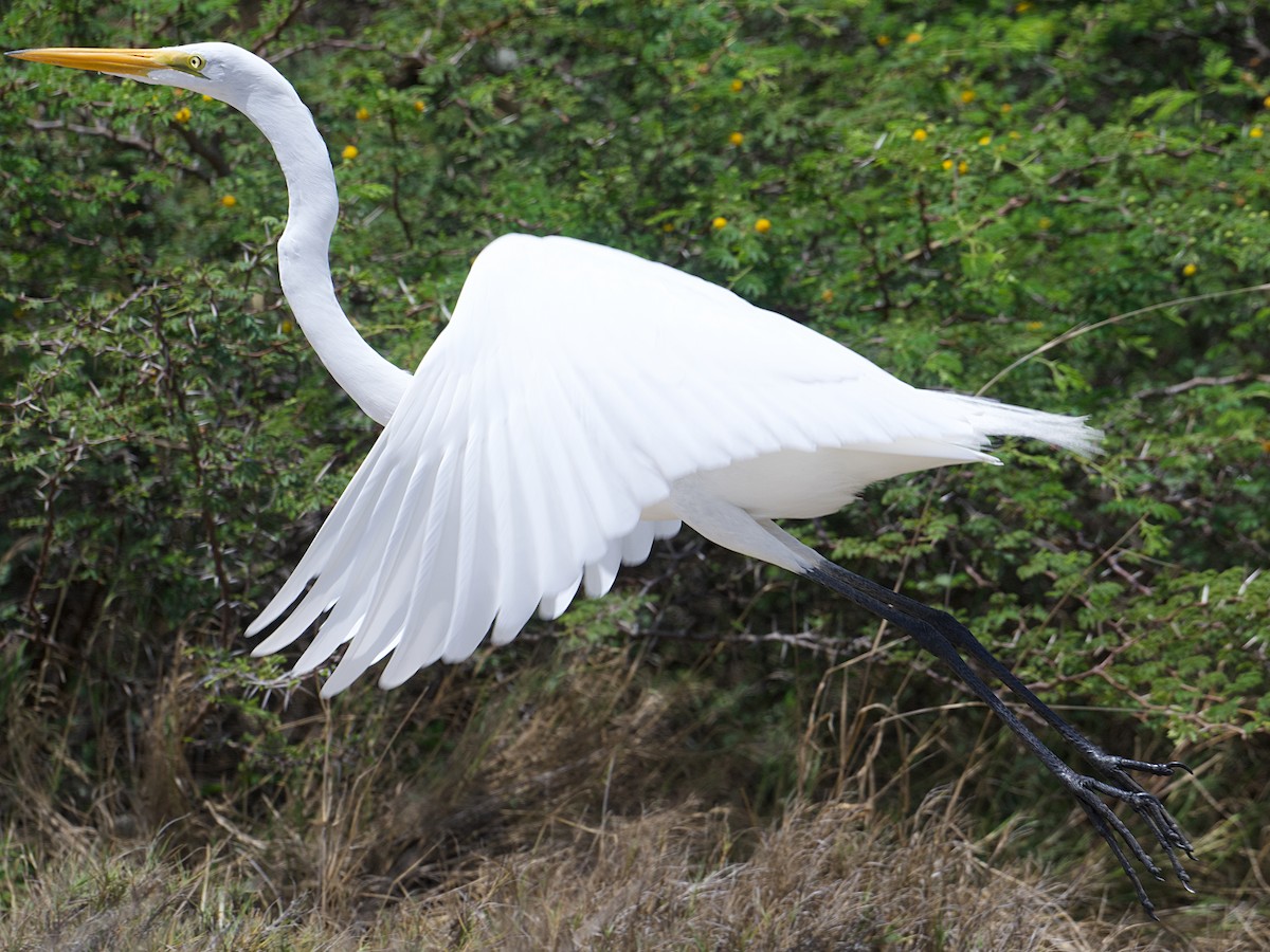 Great Egret - ML637756122