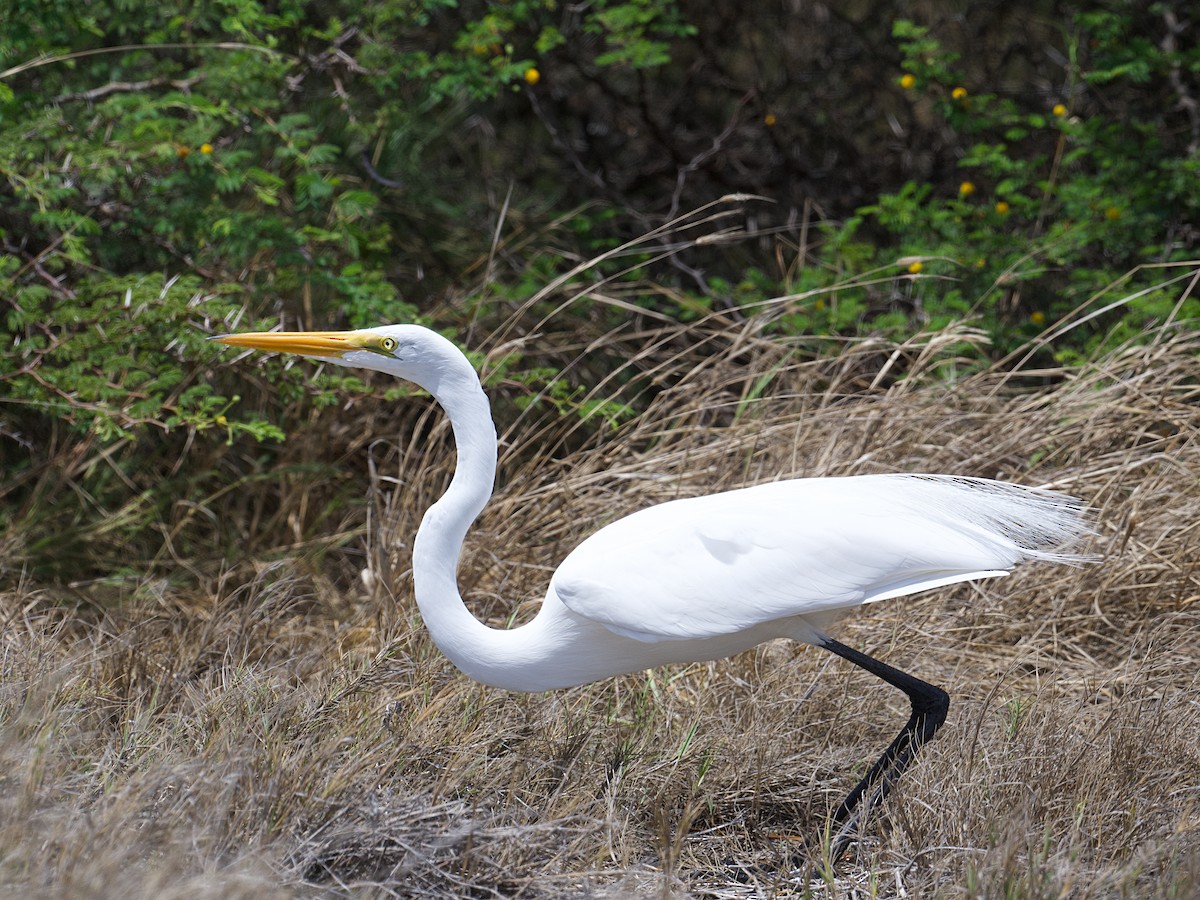 Great Egret - ML637756124