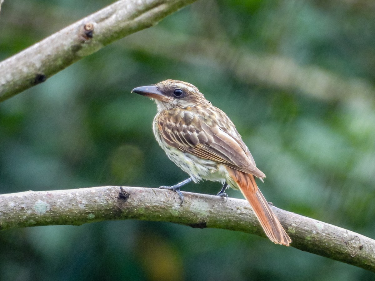 Streaked Flycatcher - ML637756188