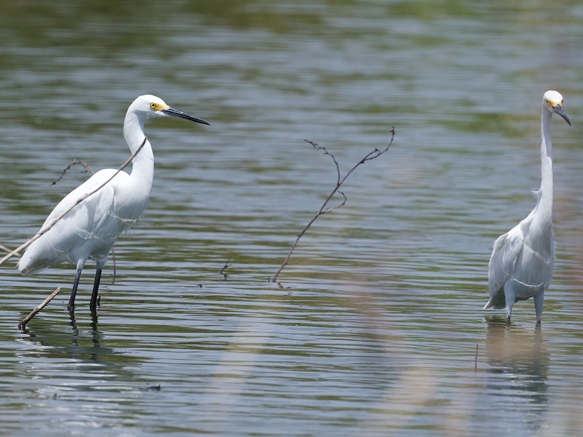 Snowy Egret - ML637756202