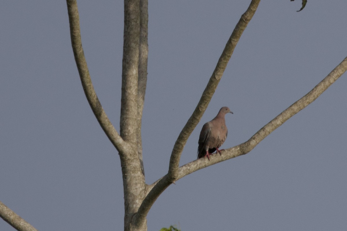 Plain Pigeon - ML637756213