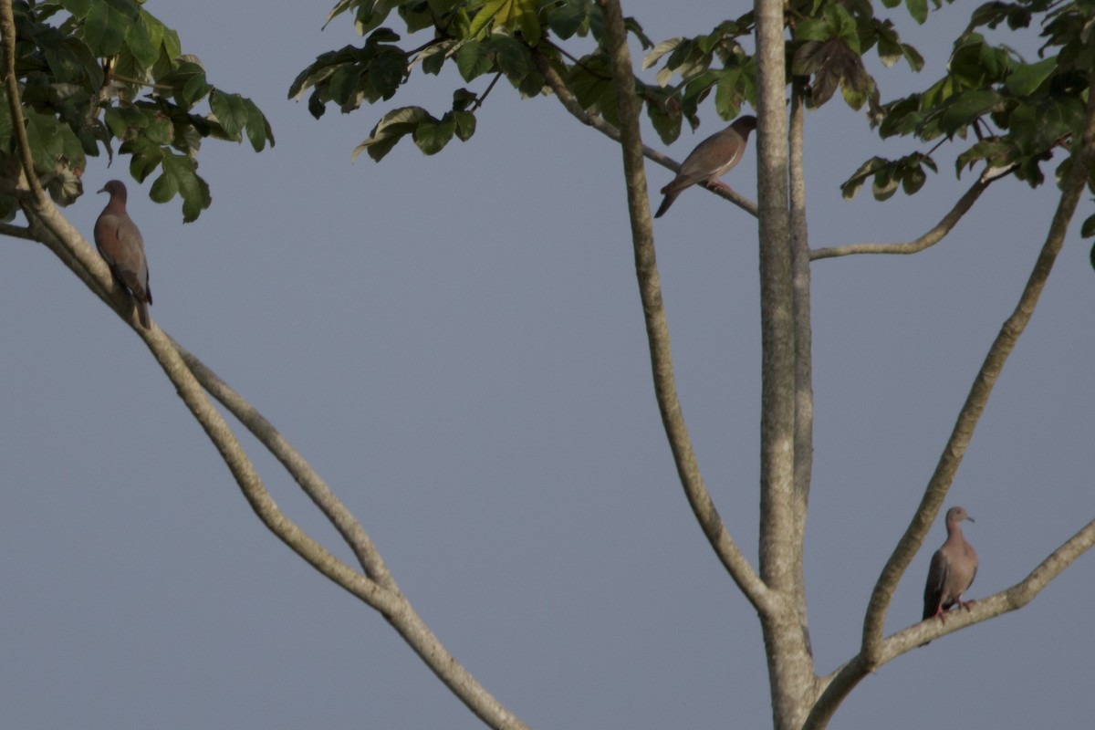 Plain Pigeon - ML637756215