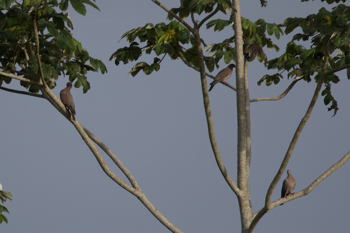 Plain Pigeon - ML637756216