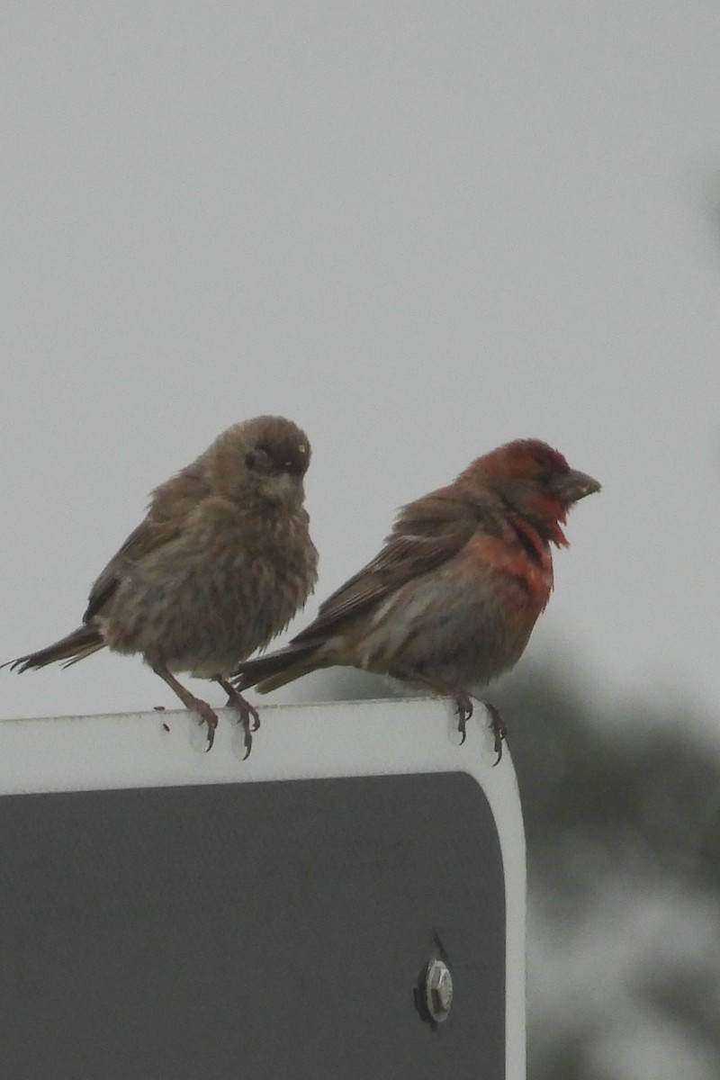 House Finch - ML637756233