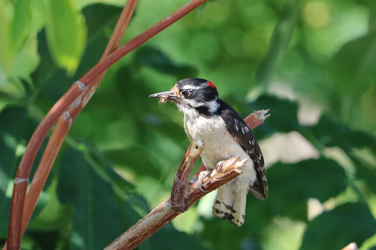 Downy Woodpecker - ML637756252