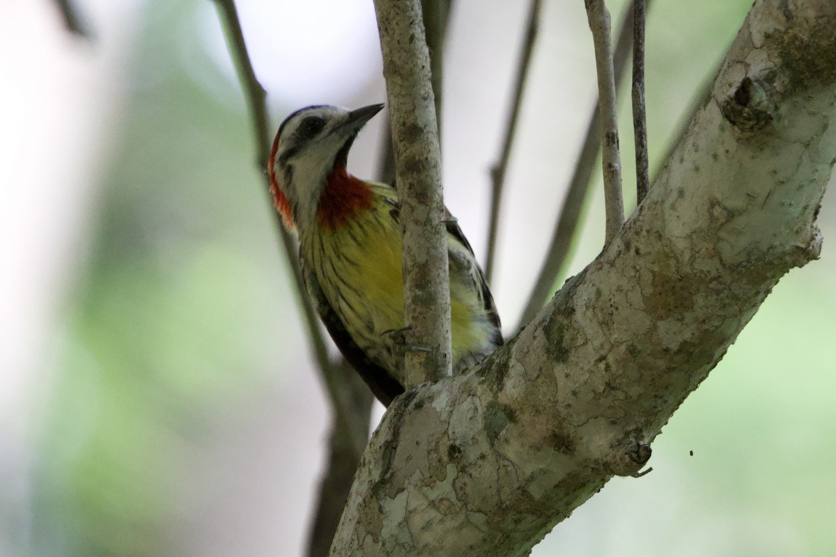 Cuban Green Woodpecker - ML637756270