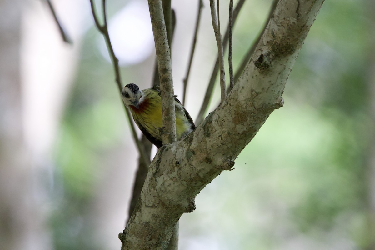 Cuban Green Woodpecker - ML637756272