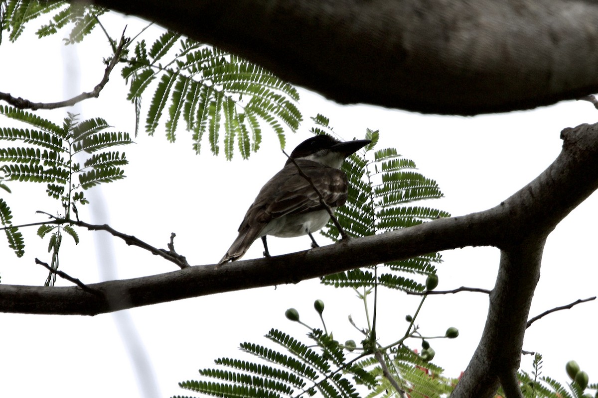 Giant Kingbird - ML637756281