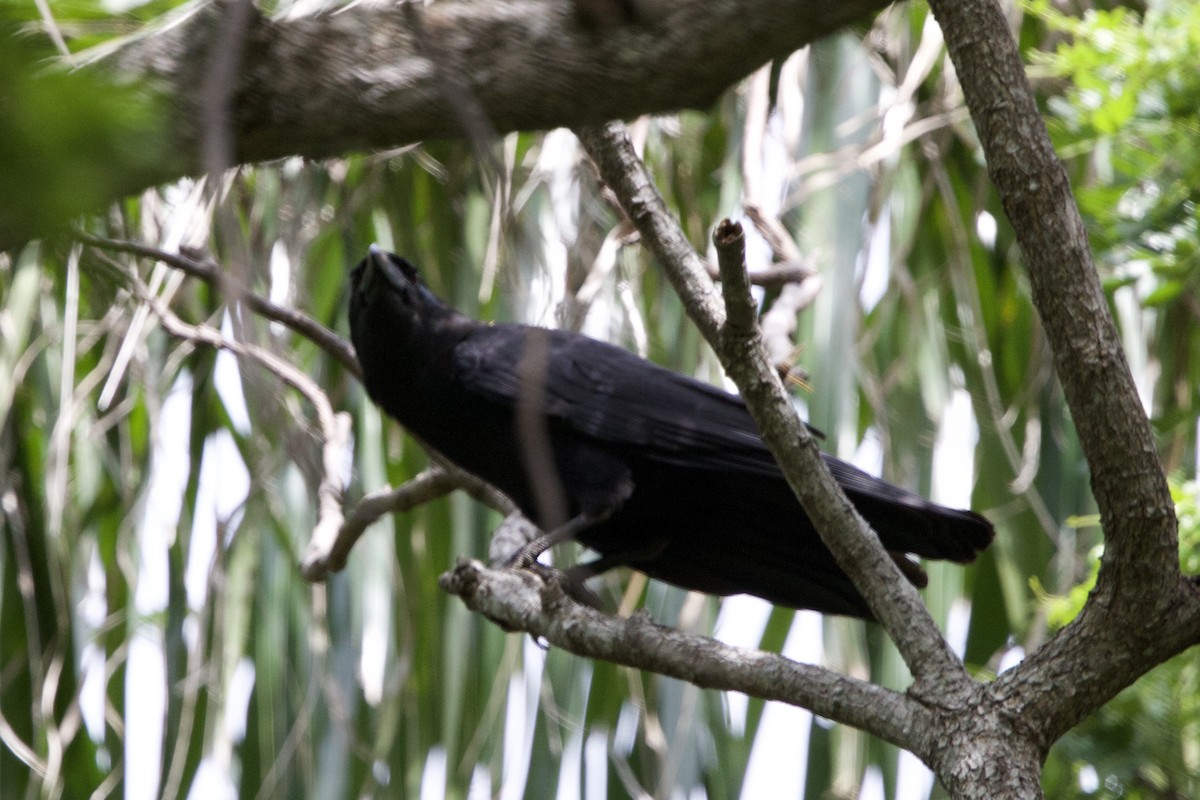 Cuban Crow - ML637756298