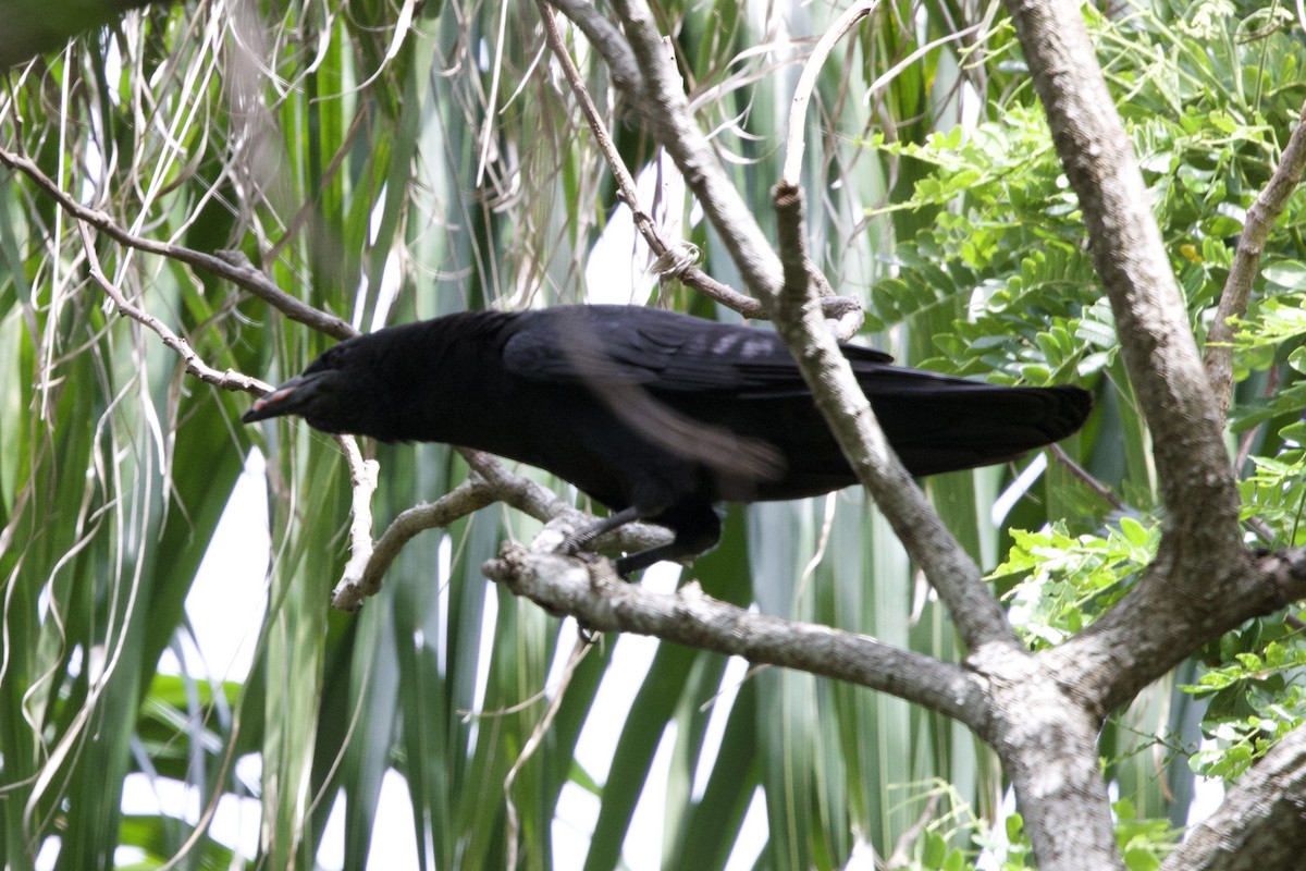 Cuban Crow - ML637756299