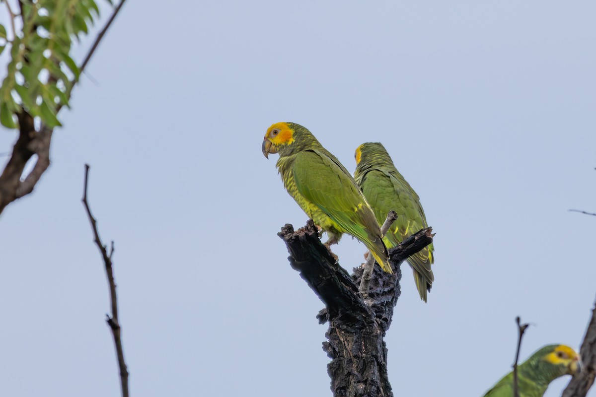Yellow-faced Parrot - ML637756332