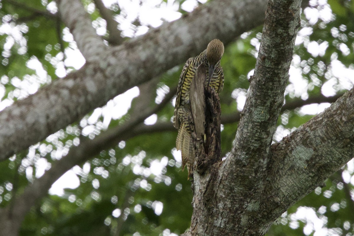 Fernandina's Flicker - ML637756335