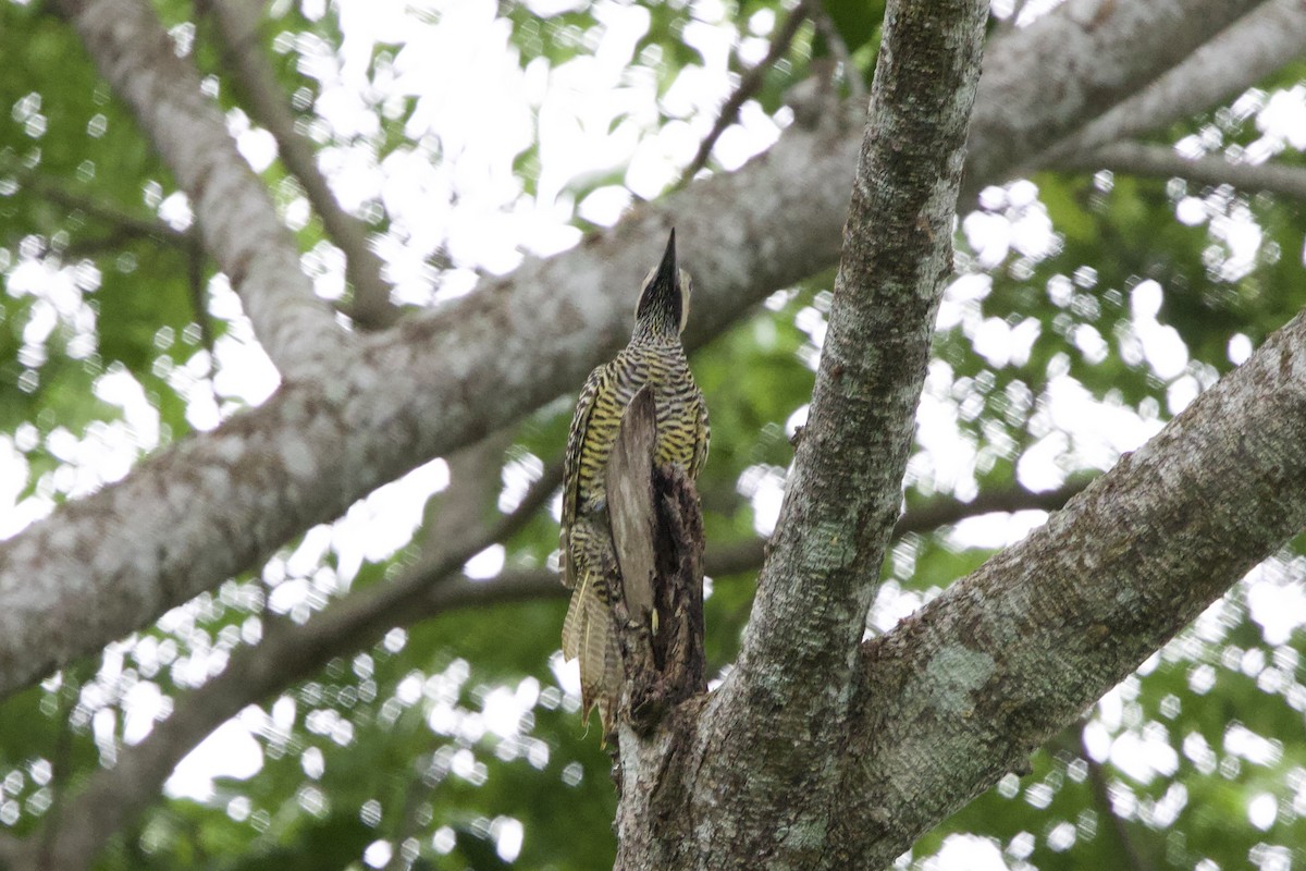 Fernandina's Flicker - ML637756336