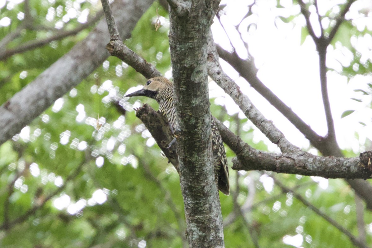 Fernandina's Flicker - ML637756338