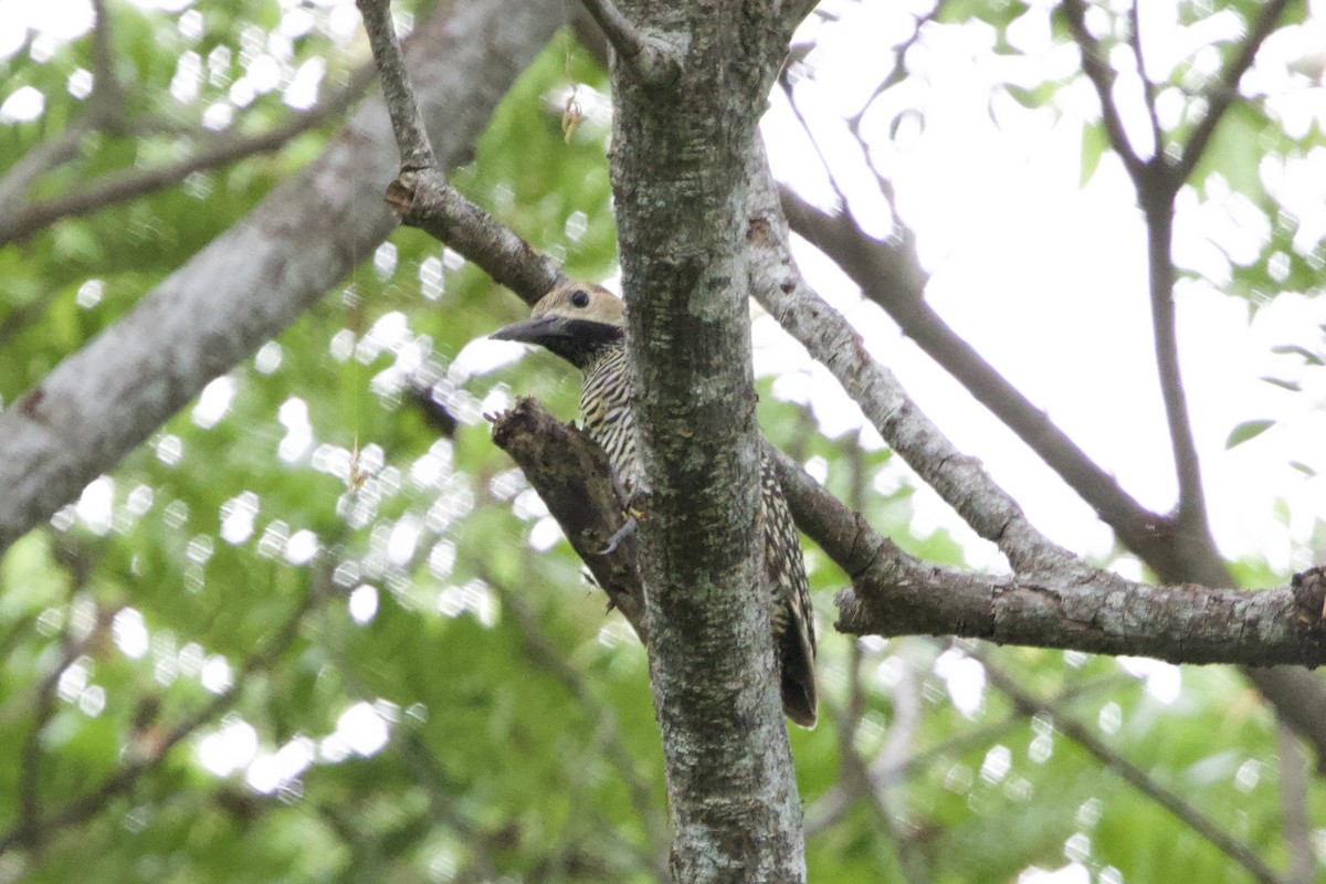 Fernandina's Flicker - ML637756339