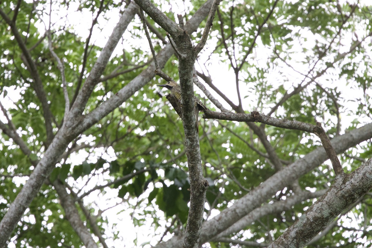Fernandina's Flicker - ML637756341