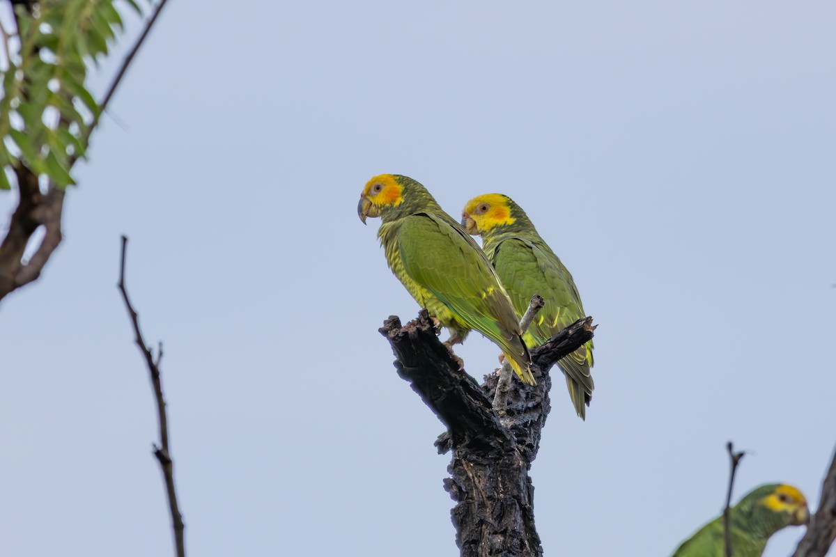Yellow-faced Parrot - ML637756342
