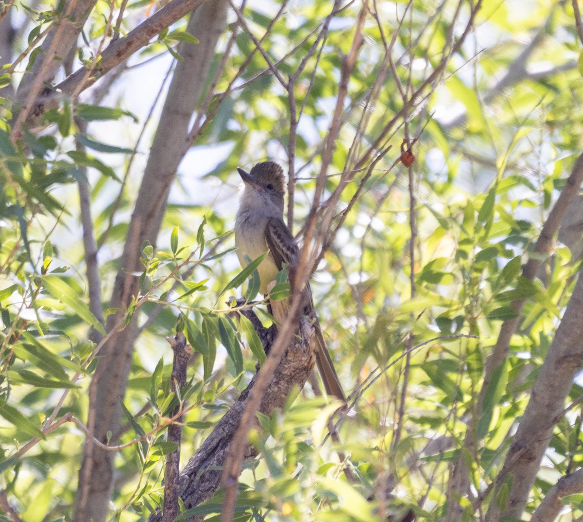 Brown-crested Flycatcher - ML637756390