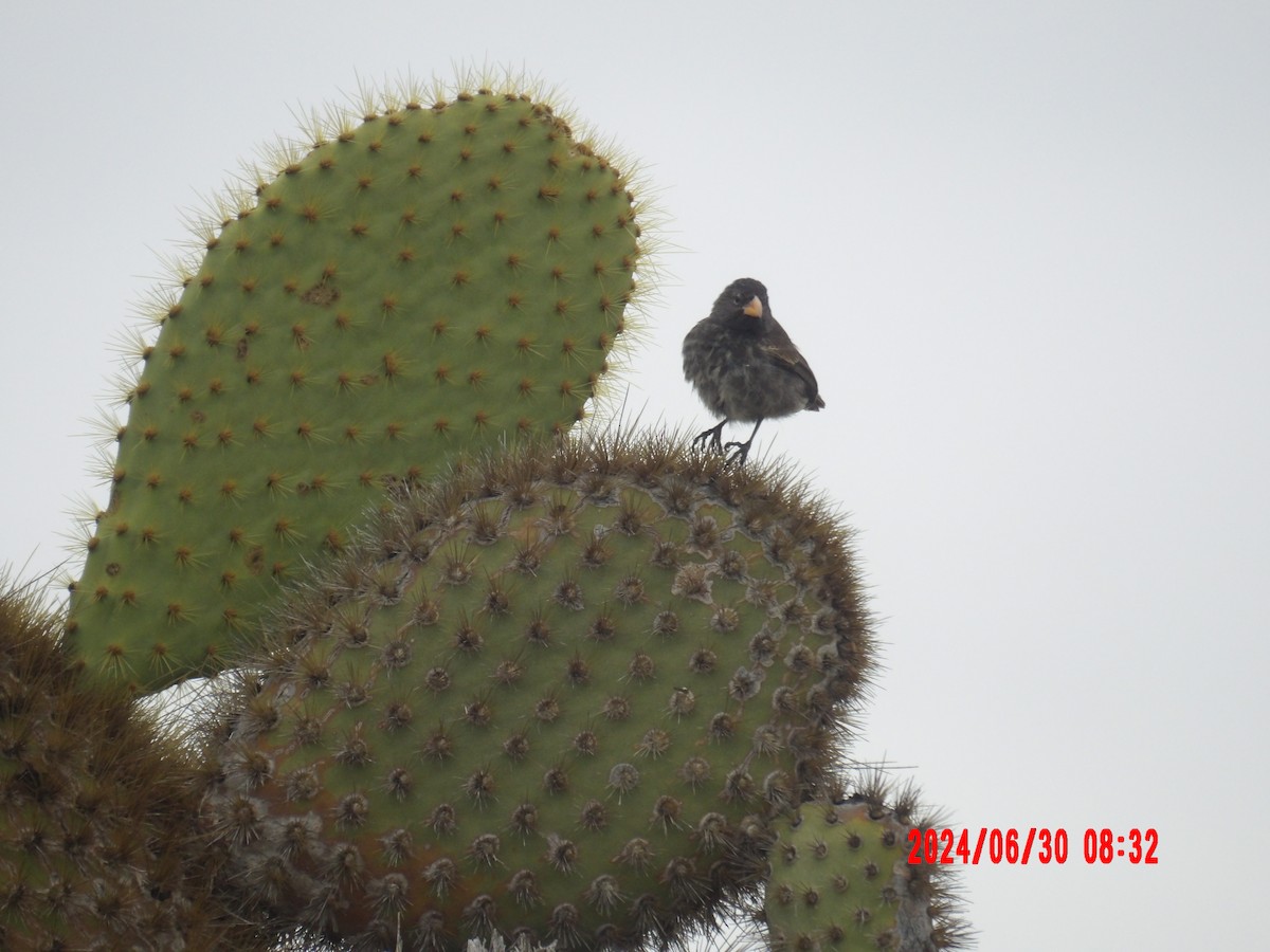 Common Cactus-Finch - ML637756428